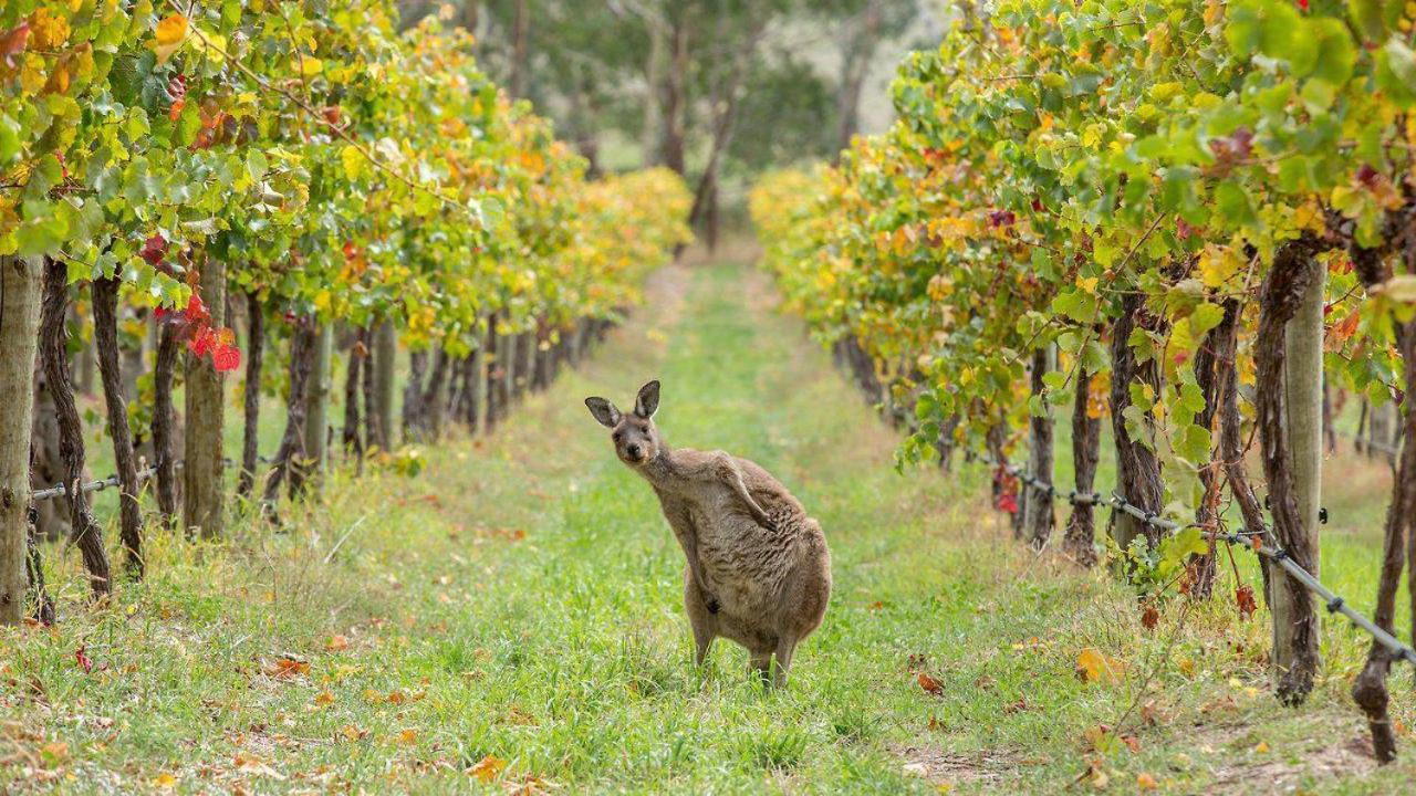 The Vines Motel & Cottages Stanthorpe Zewnętrze zdjęcie